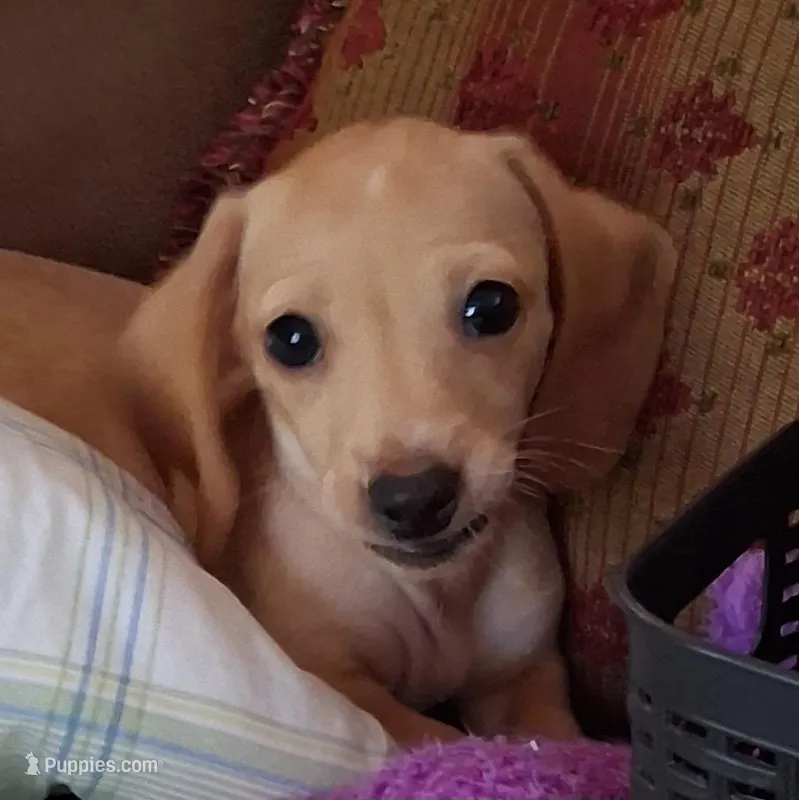 Max  CKC. Male – Miniature Dachshund puppy for sale in Camden, SC