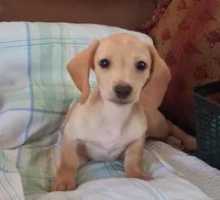 Max  CKC. Male, a male Miniature Dachshund for sale in Camden, SC – Photo 3 of 9