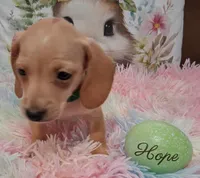 Hope  CKC. Male, a male Miniature Dachshund for sale in Camden, SC – Photo 10 of 10