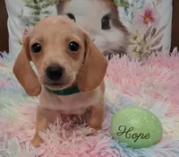 Hope  CKC. Male, a male Miniature Dachshund for sale in Camden, SC – Photo 2 of 10