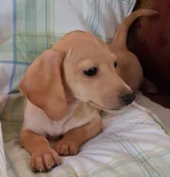 Max  CKC. Male, a male Miniature Dachshund for sale in Camden, SC – Photo 4 of 9