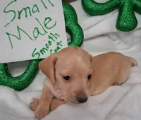 Max 3, a male Miniature Dachshund for sale in Camden, SC – Photo 5 of 6