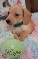 Hope  CKC. Male, a male Miniature Dachshund for sale in Camden, SC – Photo 3 of 10