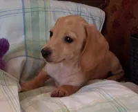 Max  CKC. Male, a male Miniature Dachshund for sale in Camden, SC – Photo 7 of 9