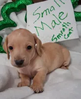Max 3, a male Miniature Dachshund for sale in Camden, SC – Photo 2 of 6