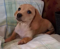 Max  CKC. Male, a male Miniature Dachshund for sale in Camden, SC – Photo 6 of 9