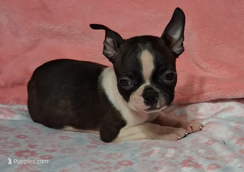 Girlfriend  – Boston Terrier puppy for sale in Camden, SC