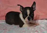 Girlfriend , a female Boston Terrier for sale in Camden, SC – 1 of 10