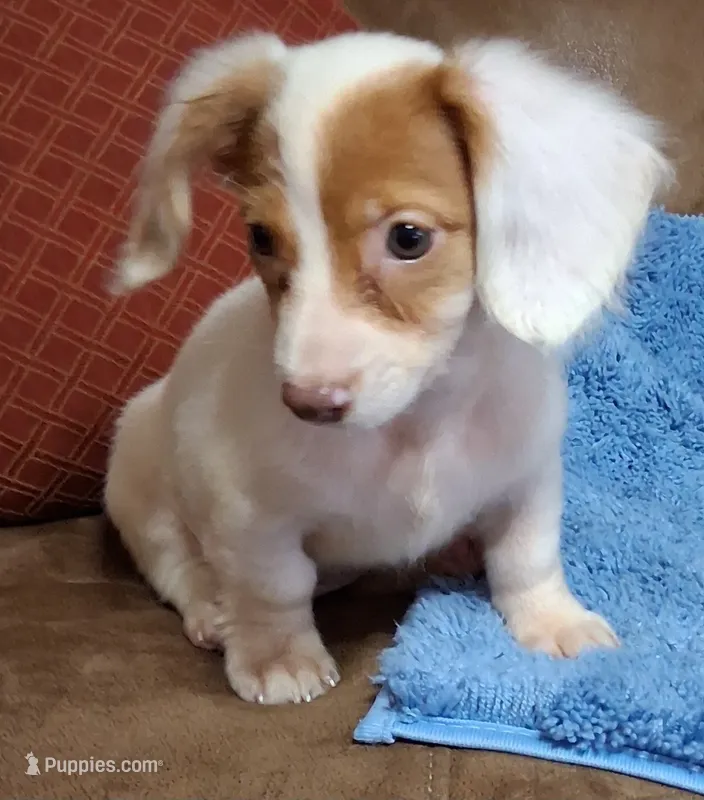 White baby – Miniature Dachshund puppy for sale in Camden, SC
