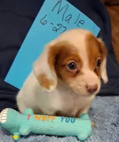 White baby, a male Miniature Dachshund for sale in Camden, SC – 3 of 4