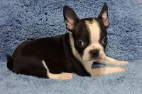 Little Axel 1, a male Boston Terrier for sale in Camden, SC – 1 of 7