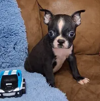 Little Axel 2, a male Boston Terrier for sale in Camden, SC – 9 of 10