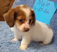 Jamie's boy, a male Miniature Dachshund for sale in Camden, SC – 5 of 8