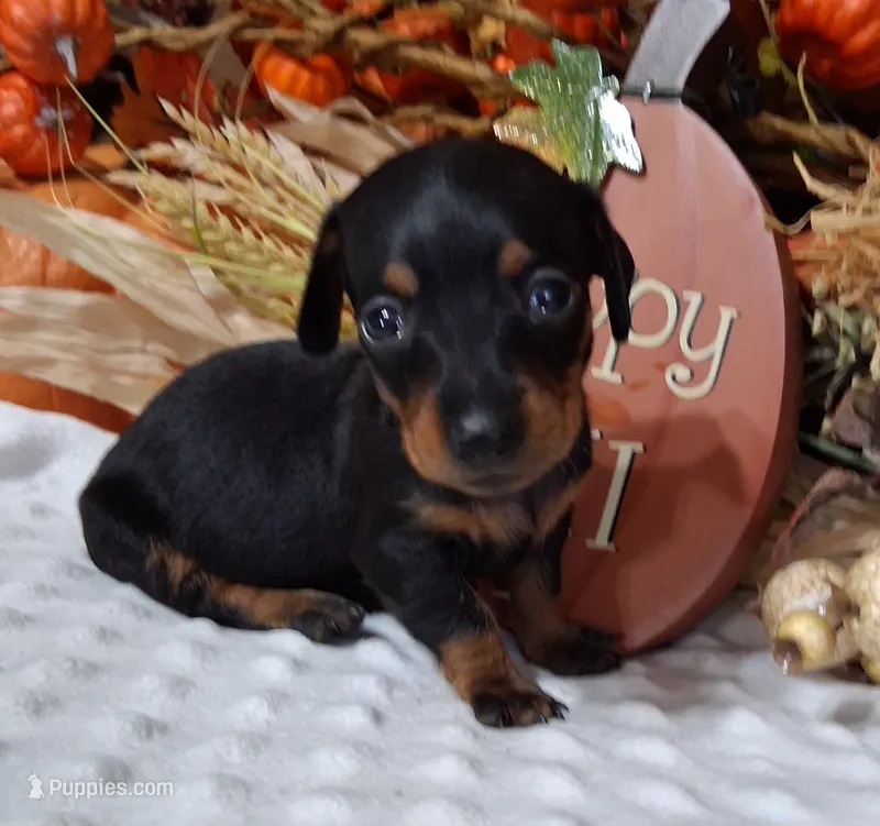 Sweet Pea – Miniature Dachshund puppy for sale in Camden, SC