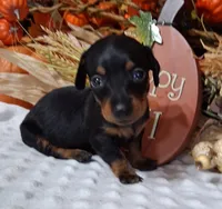 Sweet Pea, a female Miniature Dachshund for sale in Camden, SC – 1 of 2
