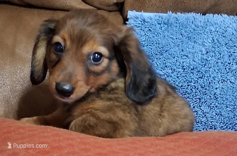 Little Man  – Miniature Dachshund puppy for sale in Camden, SC