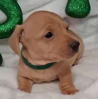 Max2, a male Miniature Dachshund for sale in Camden, SC – Photo 6 of 10