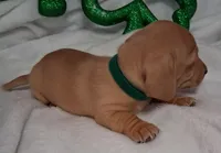 Max2, a male Miniature Dachshund for sale in Camden, SC – Photo 10 of 10