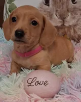 Love  CKC  Male, a male Miniature Dachshund for sale in Camden, SC – Photo 7 of 10
