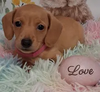 Love  CKC  Male, a male Miniature Dachshund for sale in Camden, SC – Photo 5 of 10