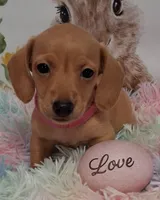 Love  CKC  Male, a male Miniature Dachshund for sale in Camden, SC – Photo 8 of 10