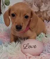 Love  CKC  Male, a male Miniature Dachshund for sale in Camden, SC – Photo 2 of 10