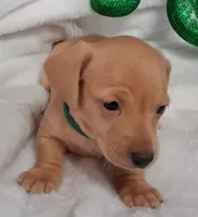 Max2, a male Miniature Dachshund for sale in Camden, SC – Photo 3 of 10