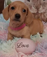 Love  CKC  Male, a male Miniature Dachshund for sale in Camden, SC – Photo 9 of 10