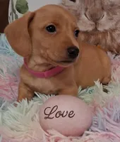 Love  CKC  Male, a male Miniature Dachshund for sale in Camden, SC – Photo 4 of 10