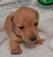 Max2, a male Miniature Dachshund for sale in Camden, SC – Photo 4 of 10