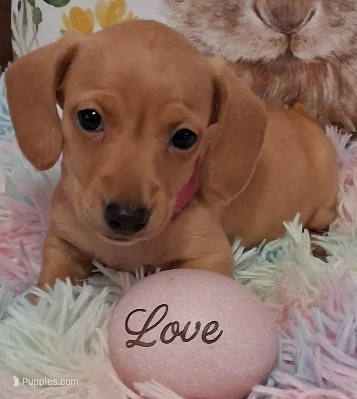 Love  CKC  Male – Miniature Dachshund puppy for sale in Camden, SC
