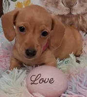 Love  CKC  Male, a male Miniature Dachshund for sale in Camden, SC – Photo 1 of 10