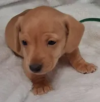 Max2, a male Miniature Dachshund for sale in Camden, SC – Photo 1 of 10