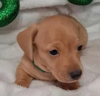 Max2, a male Miniature Dachshund for sale in Camden, SC – Photo 2 of 10