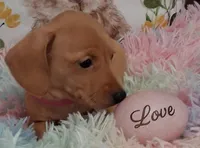 Love  CKC  Male, a male Miniature Dachshund for sale in Camden, SC – Photo 3 of 10