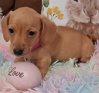 Love  CKC  Male, a male Miniature Dachshund for sale in Camden, SC – Photo 6 of 10