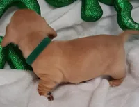 Max2, a male Miniature Dachshund for sale in Camden, SC – Photo 7 of 10