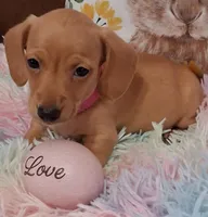 Love  CKC  Male, a male Miniature Dachshund for sale in Camden, SC – Photo 10 of 10