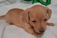 Max2, a male Miniature Dachshund for sale in Camden, SC – Photo 9 of 10