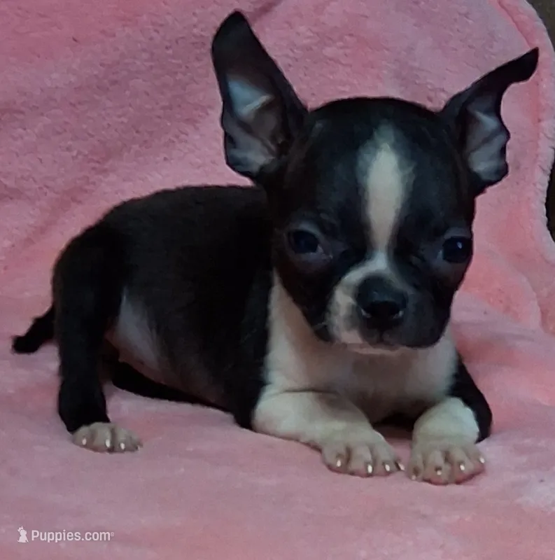 Prissy – Boston Terrier puppy for sale in Camden, SC