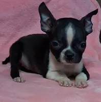 Prissy, a female Boston Terrier for sale in Camden, SC – 1 of 10