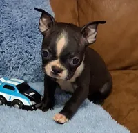 Little Axel 2, a male Boston Terrier for sale in Camden, SC – 5 of 10