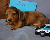 Little Boy, a male Miniature Dachshund for sale in Camden, SC – 2 of 2