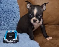 Little Axel 2, a male Boston Terrier for sale in Camden, SC – 2 of 10