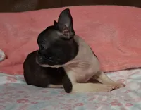 Girlfriend , a female Boston Terrier for sale in Camden, SC – 10 of 10