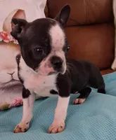 Little Axel, a male Boston Terrier for sale in Camden, SC – Photo 8 of 10