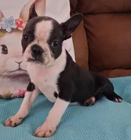 Little Axel, a male Boston Terrier for sale in Camden, SC – Photo 5 of 10