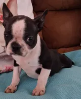 Little Axel, a male Boston Terrier for sale in Camden, SC – Photo 9 of 10