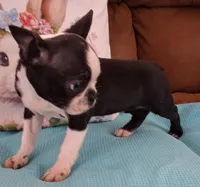 Little Axel, a male Boston Terrier for sale in Camden, SC – Photo 3 of 10