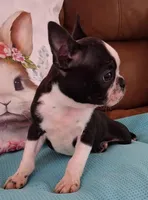 Little Axel, a male Boston Terrier for sale in Camden, SC – Photo 2 of 10